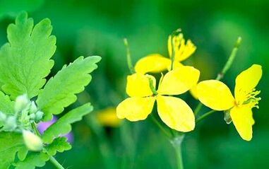 Използване на Celandine за премахване на брадавици